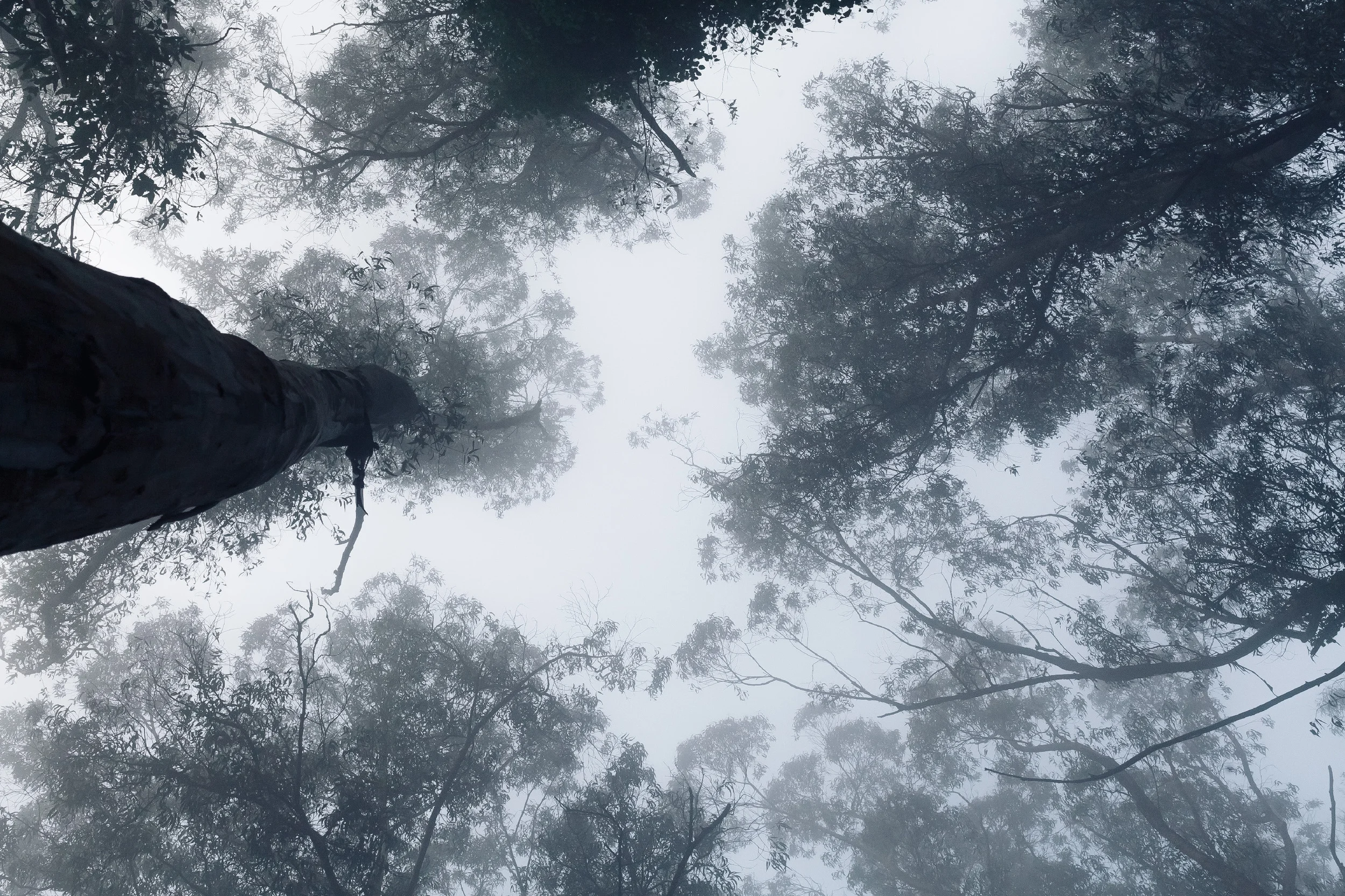 A Forest in the Clouds.