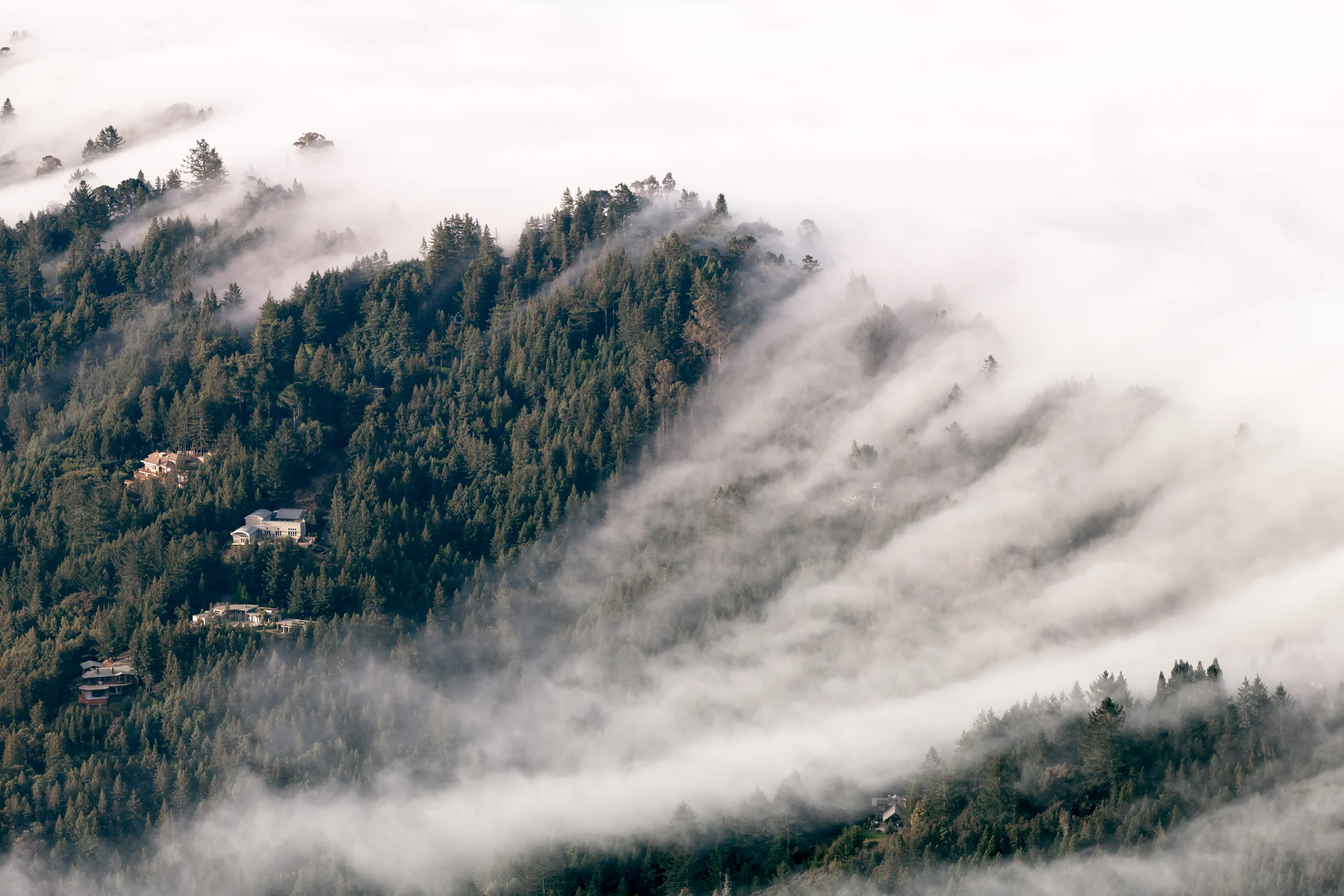 Early bird on Mt. Tam.