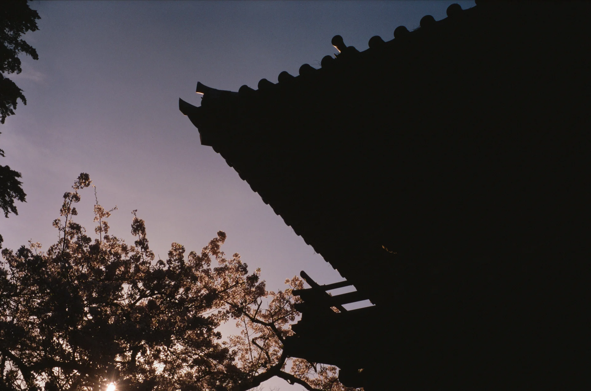 Californian 桜