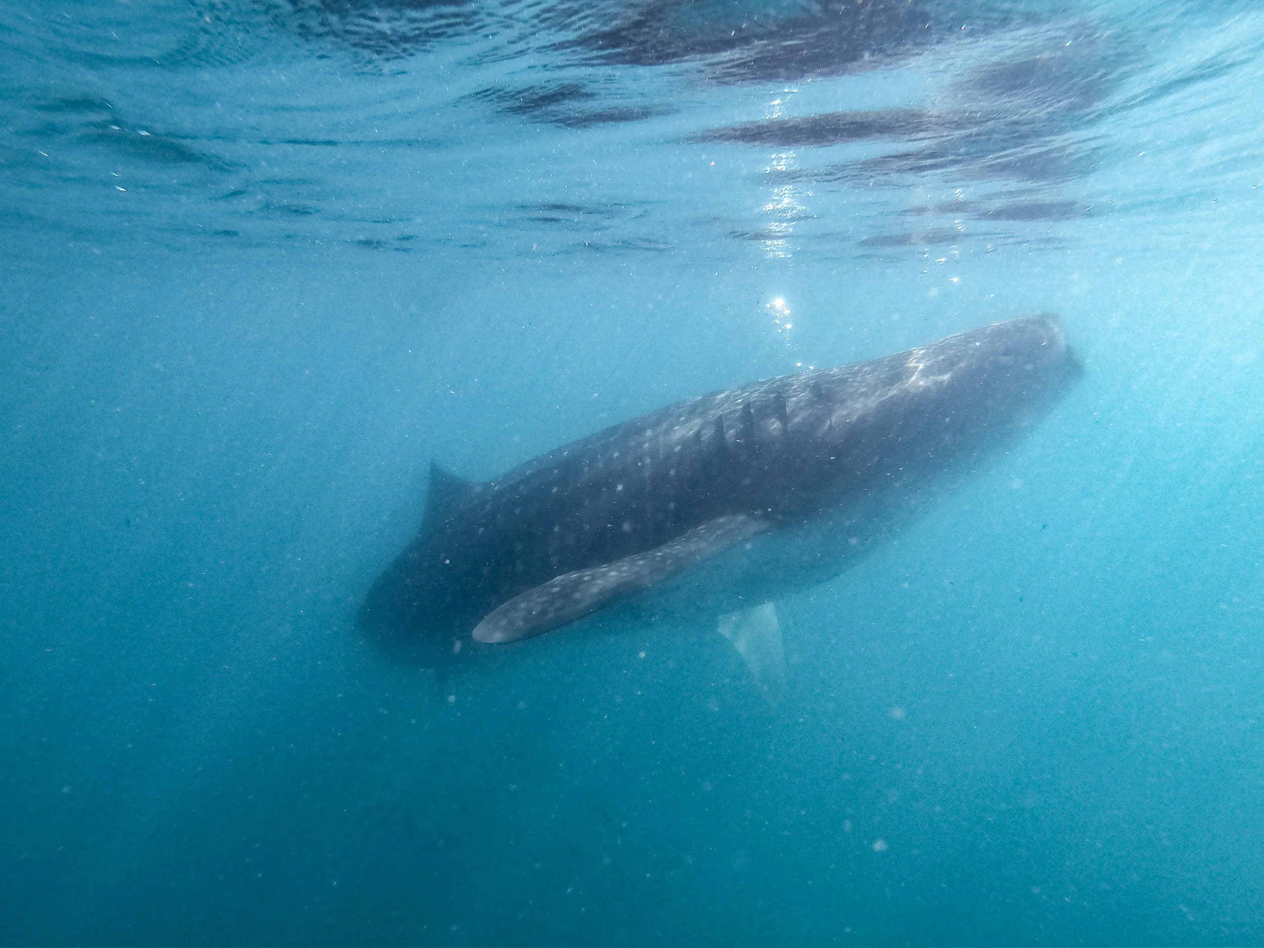 Big Fish.