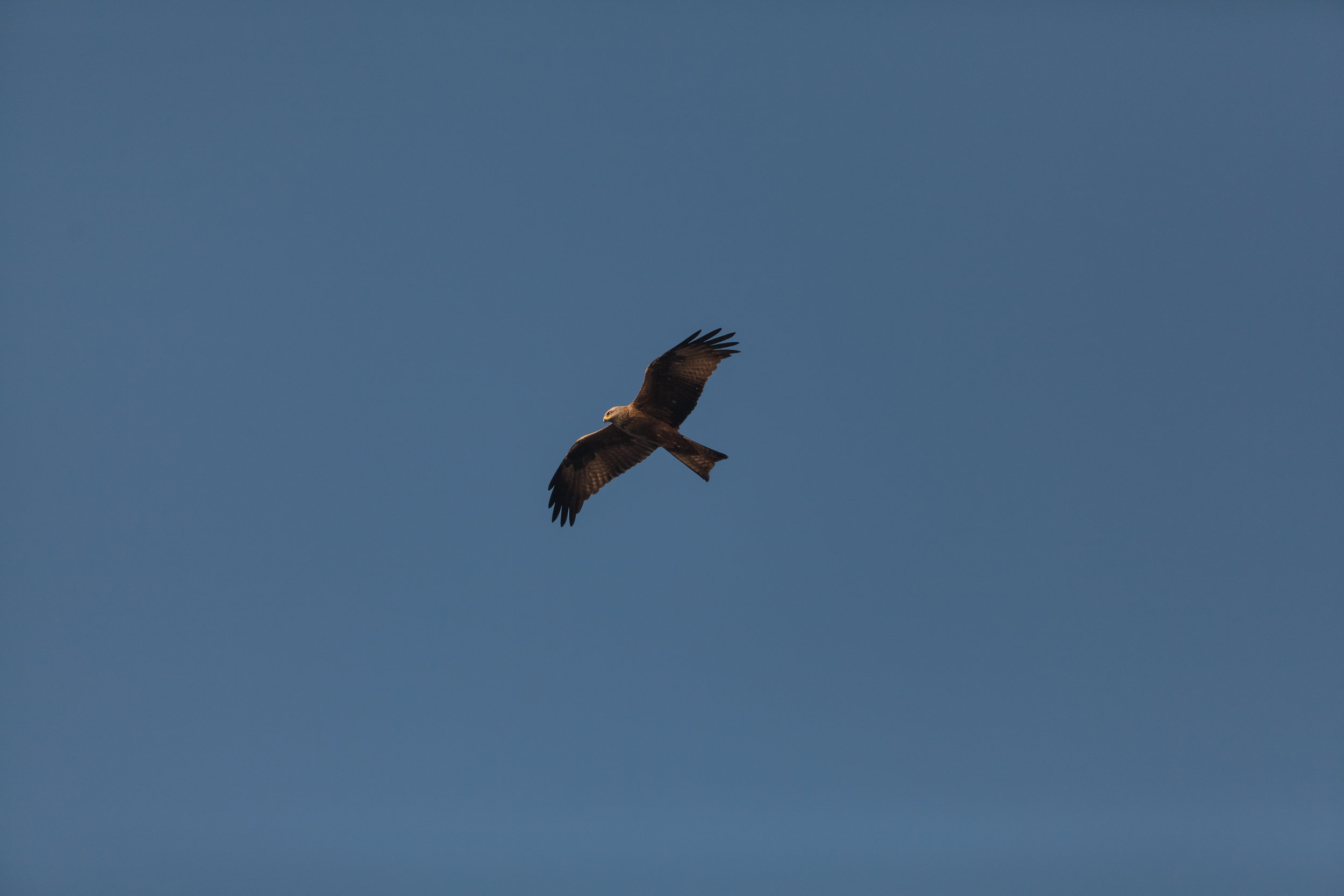 Milvus Migrans.