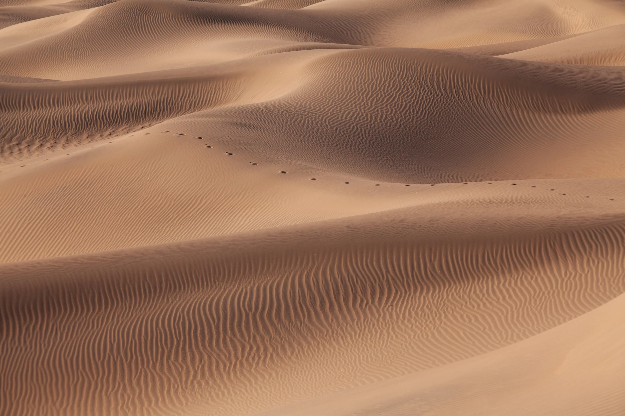 Abstract Safari.
