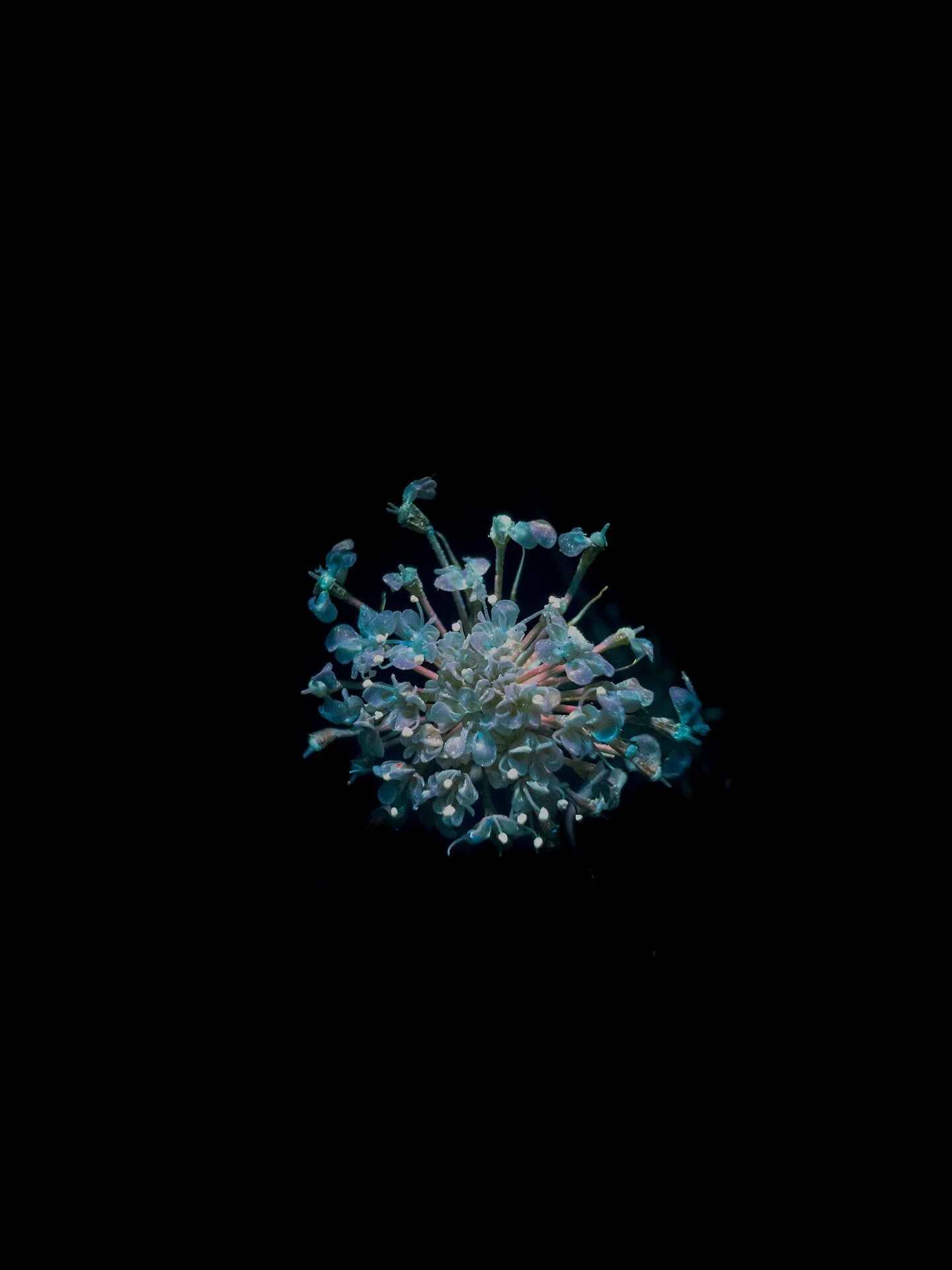 365nm
