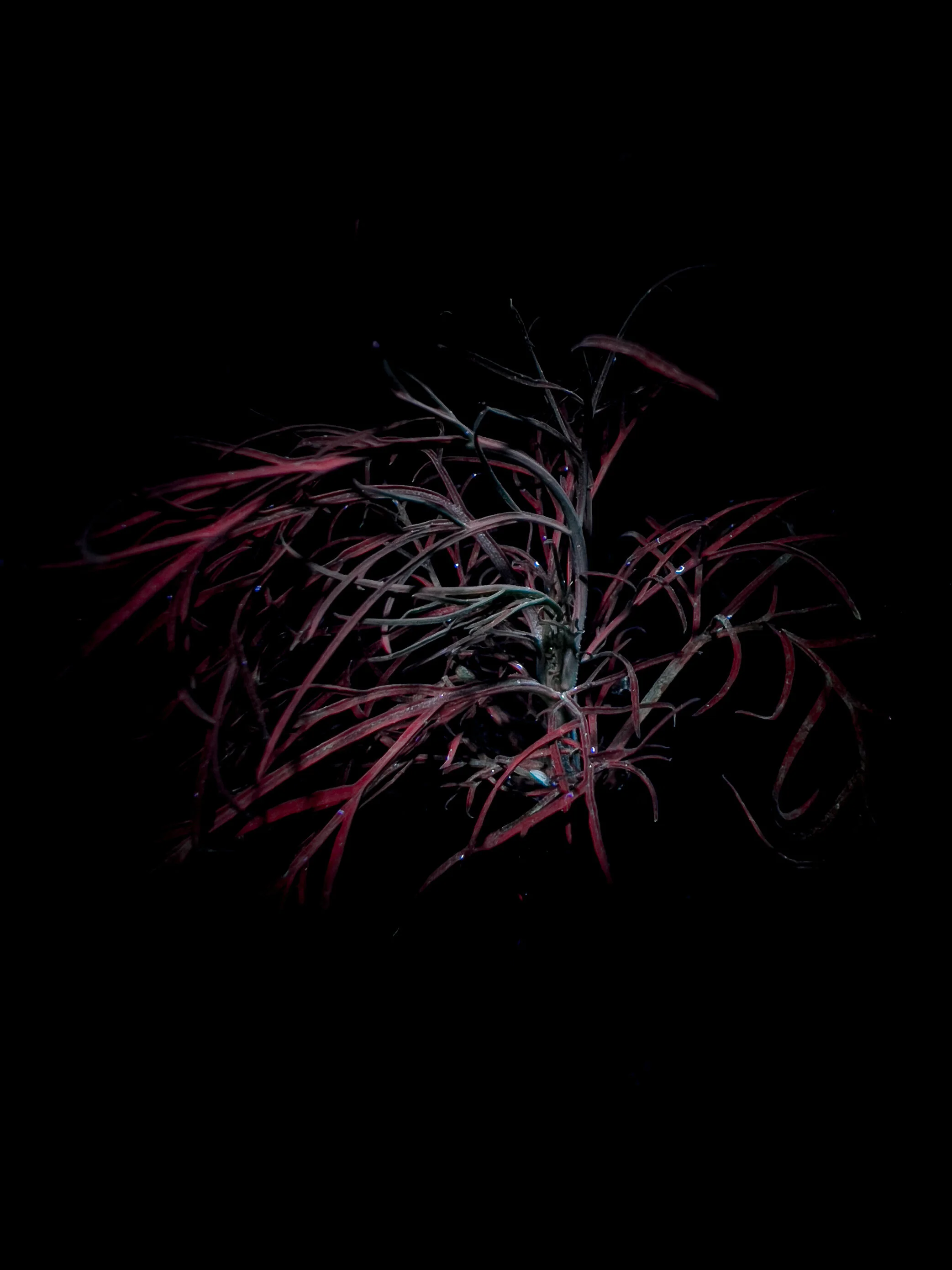 365nm II