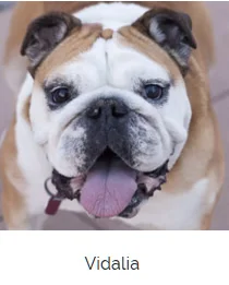 Vidy is the inspiration Team Onion. She is the original greeter and head of customer service. She may lick your leg, loves chasing the bikes, barking at snowboarders and is very good at sleeping on the job.