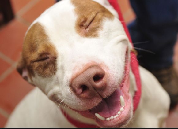 via pet finder