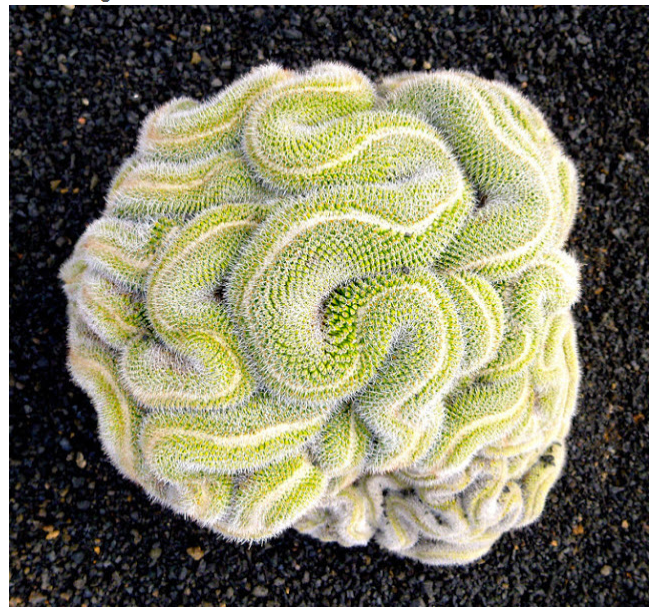 Thinking Cactus The 4 above images are from less is more .