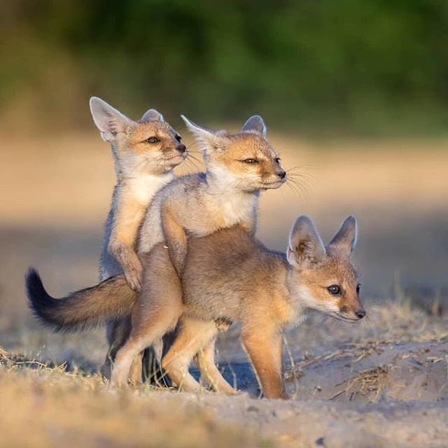 @earthpix just posted a picture I really felt related to somehow. &quot;It takes three&quot; says the caption and sometimes it really does😂👌 who sees our personality in these baby foxes?