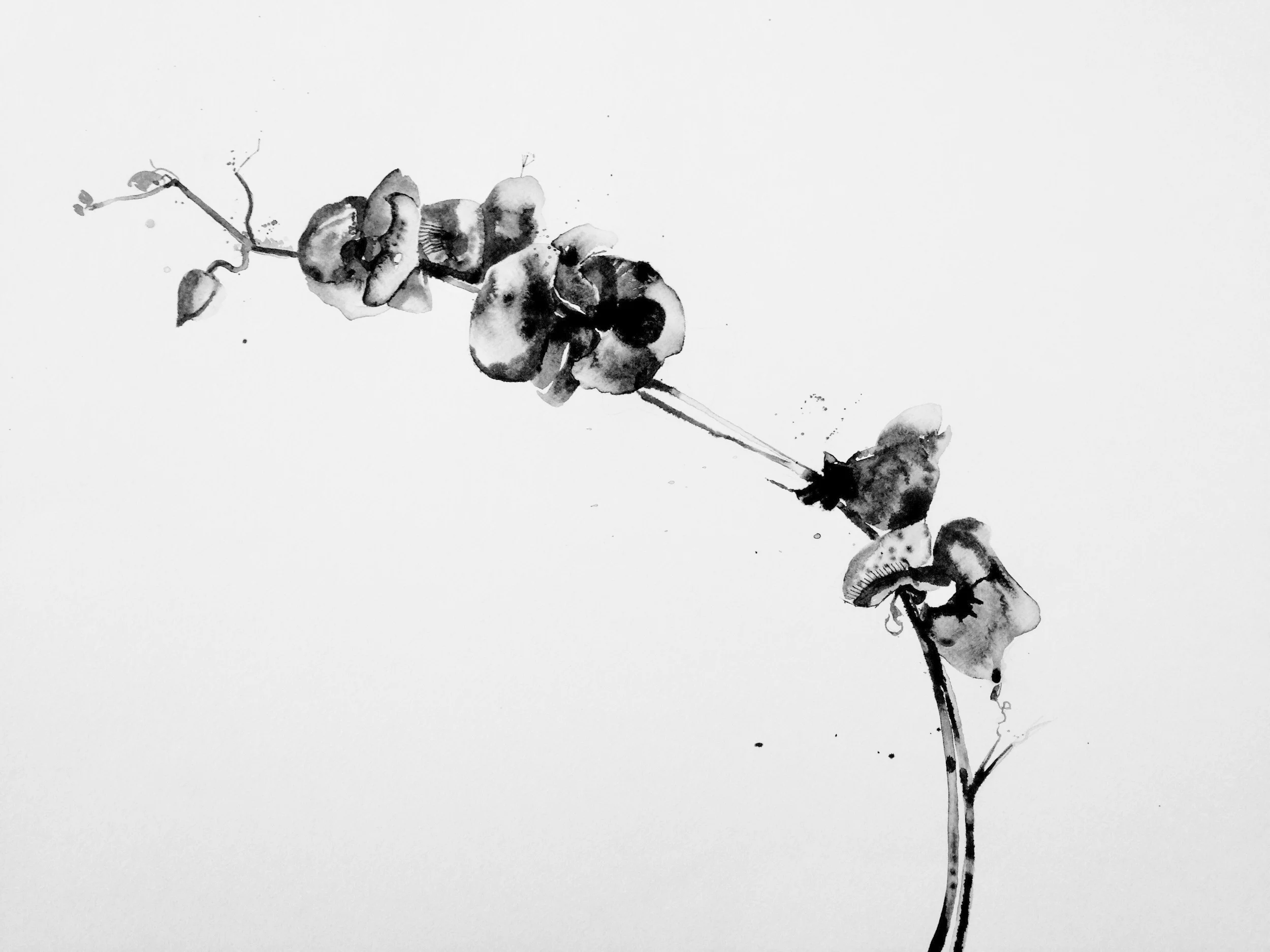 medium orchid 4 (SOLD)