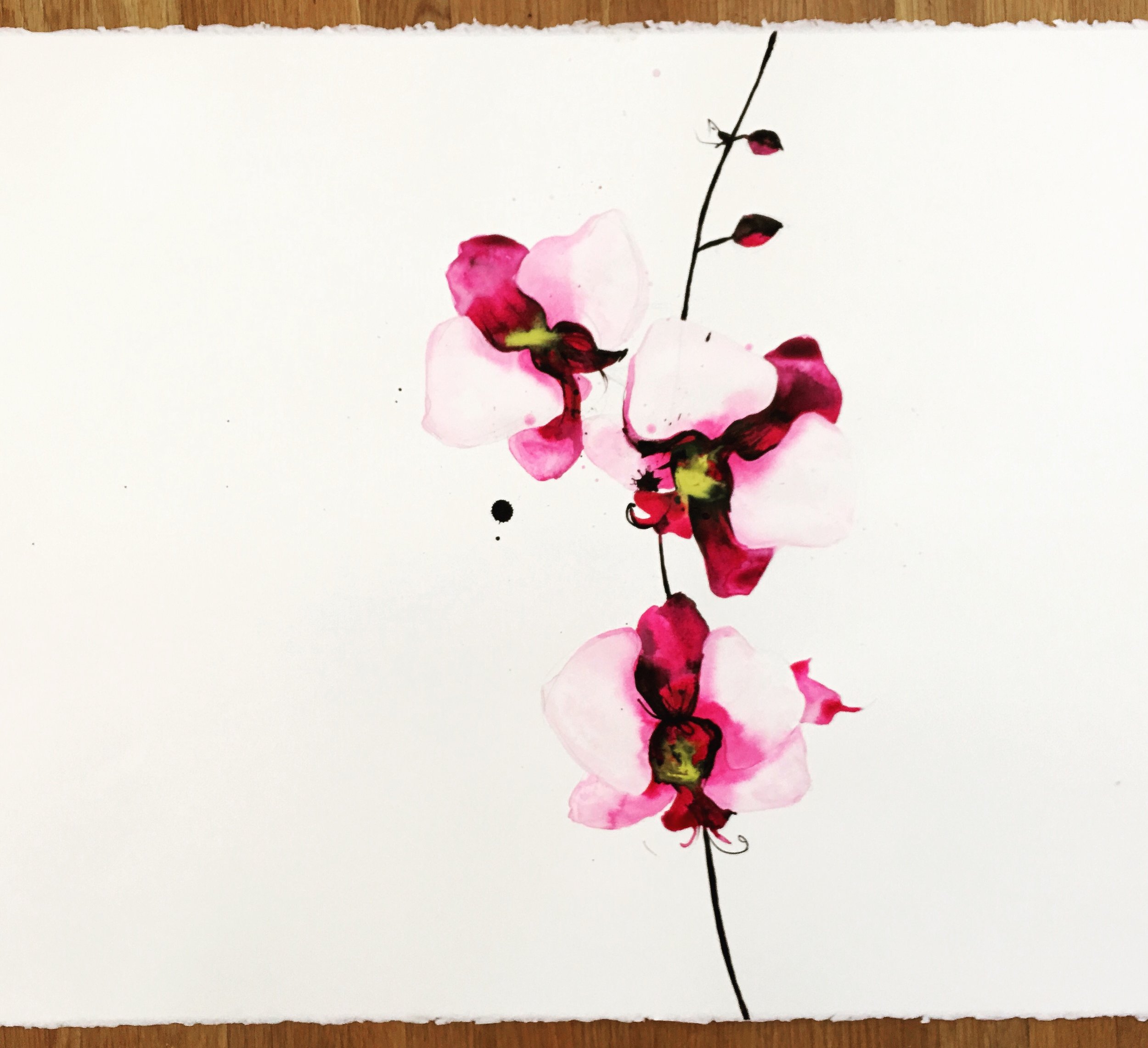 pink orchid 3 (private collection)