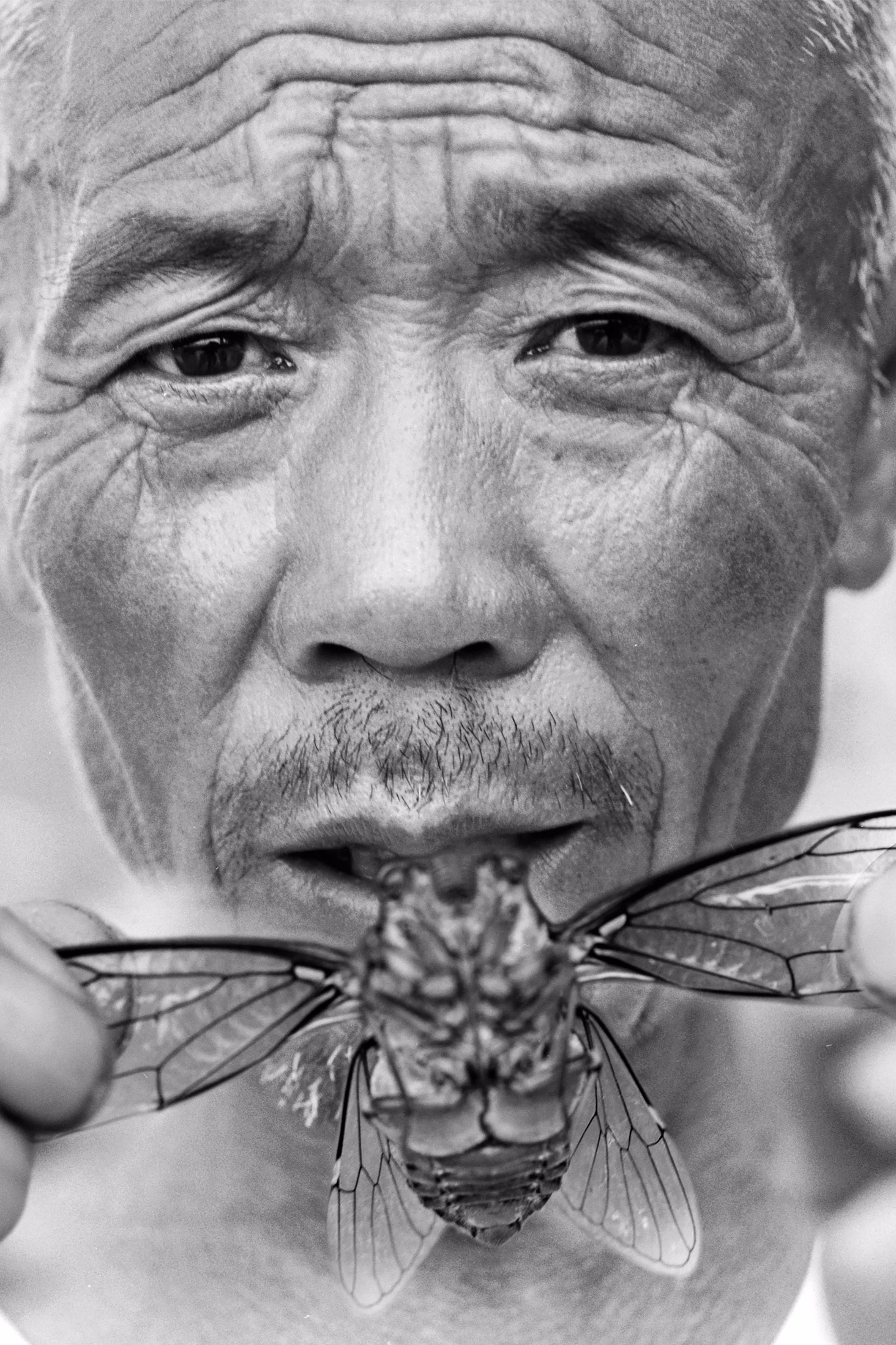 China - Locust Breakfast Stirfry