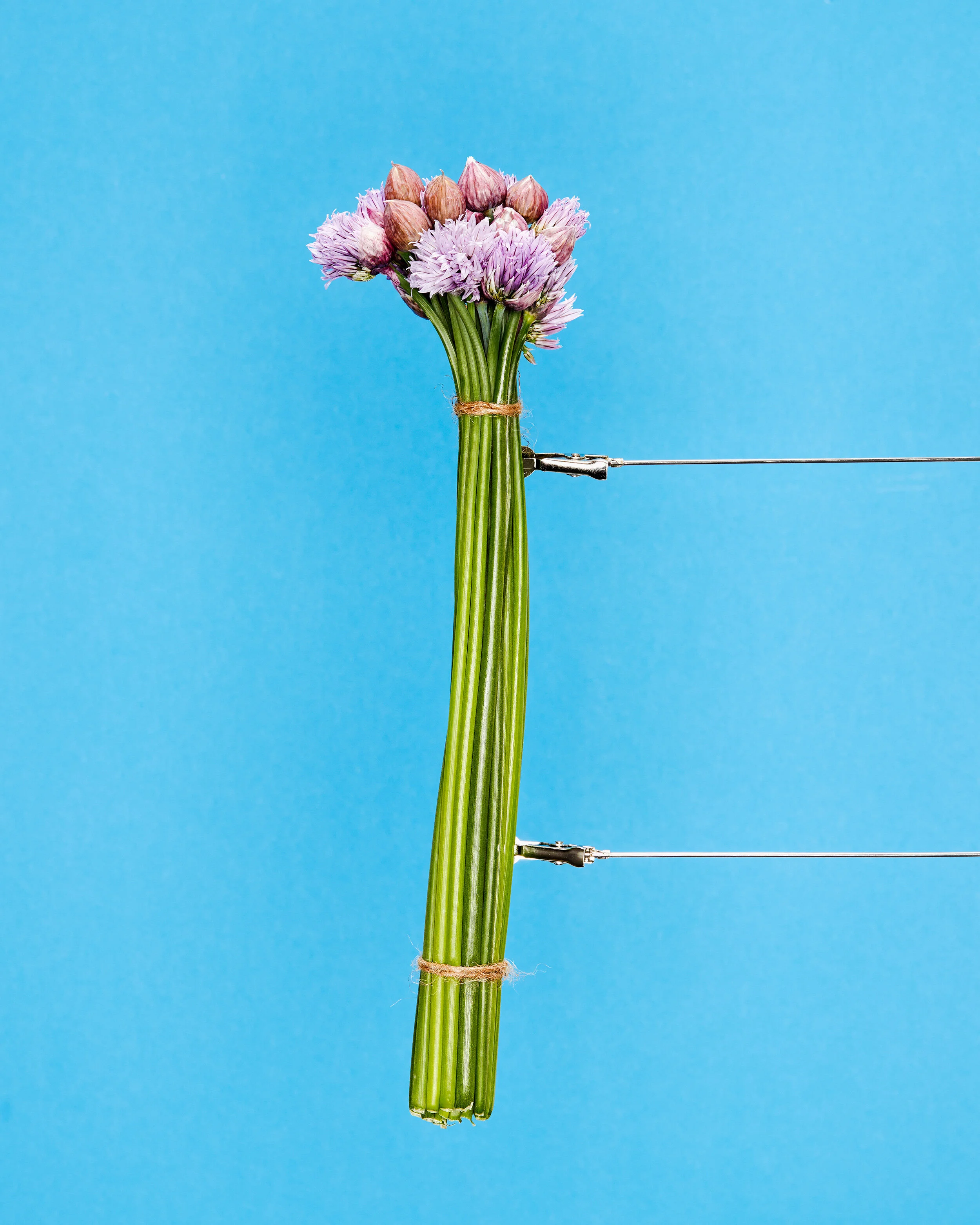 still-life-herbs_31062.jpg