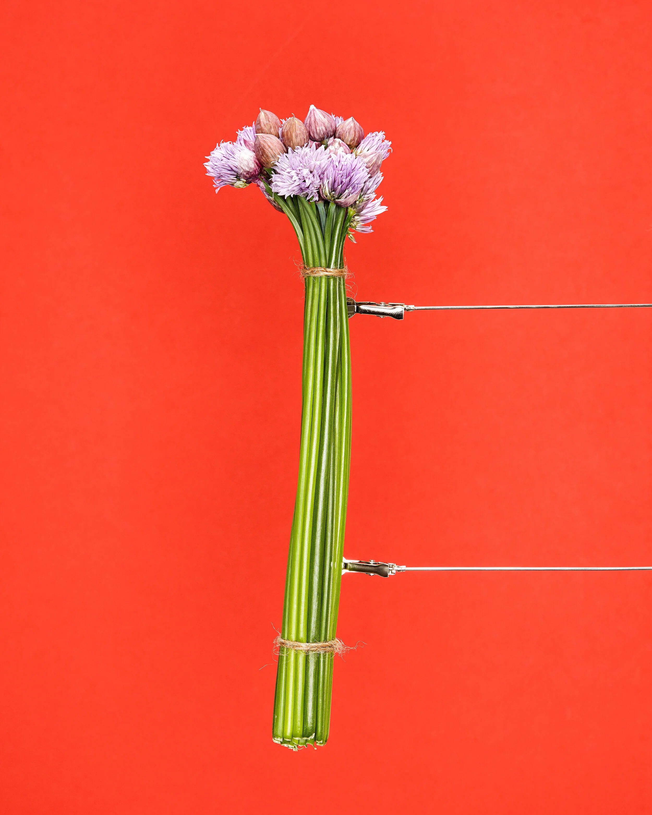 still-life-herbs_31063.jpg