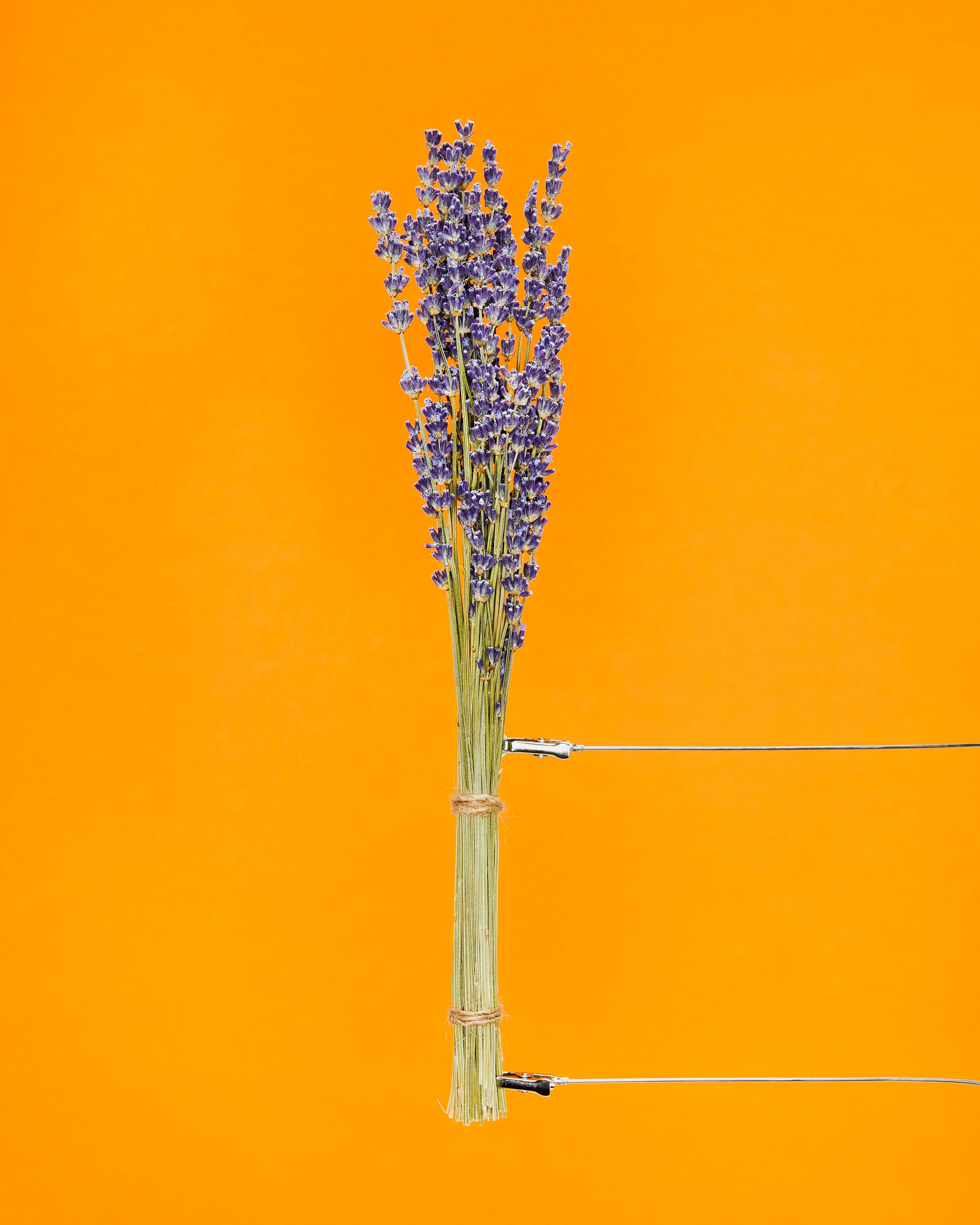 still-life-herbs_31187.jpg