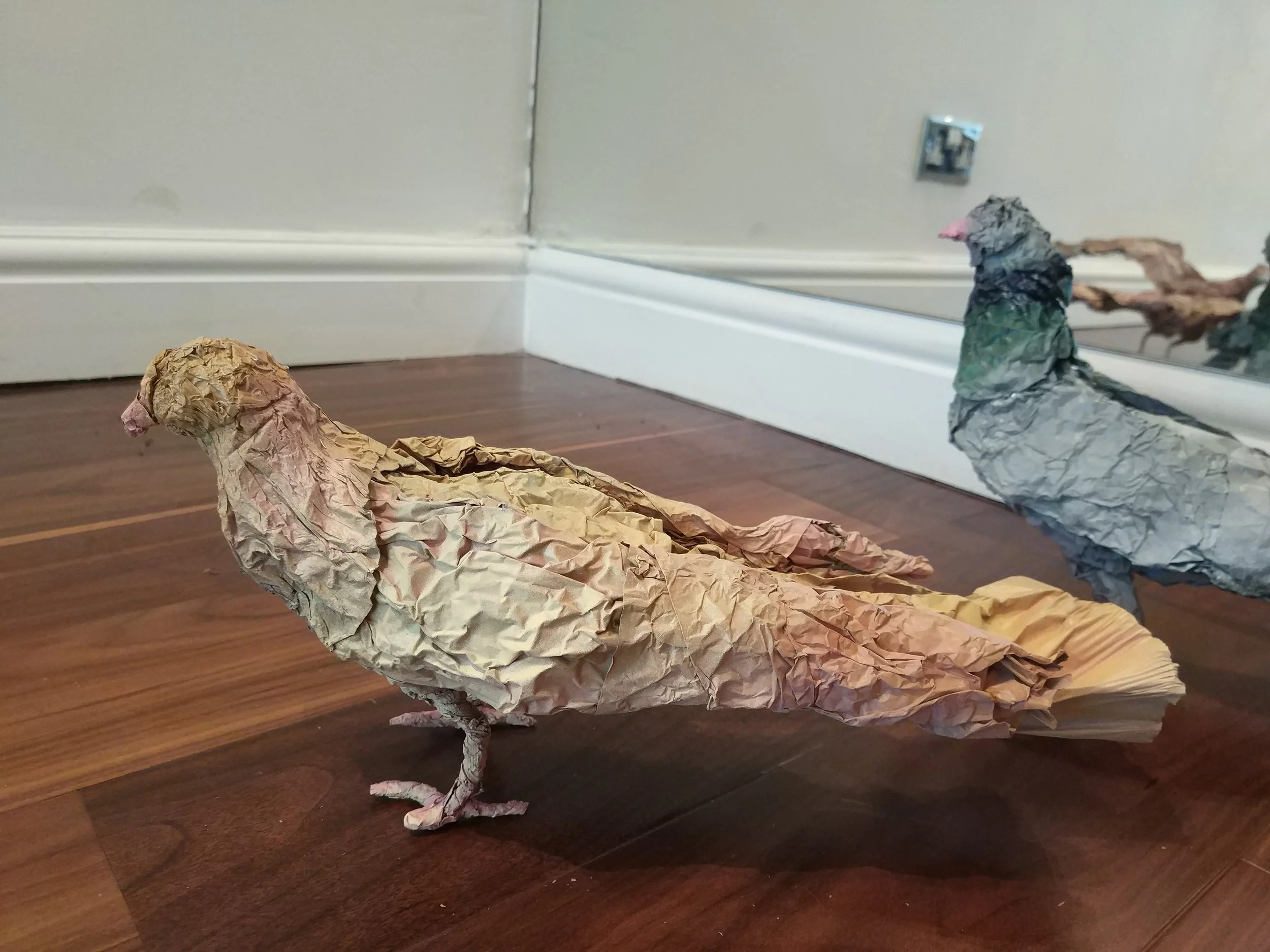 Birds. Pigeon skin colour 1.jpg