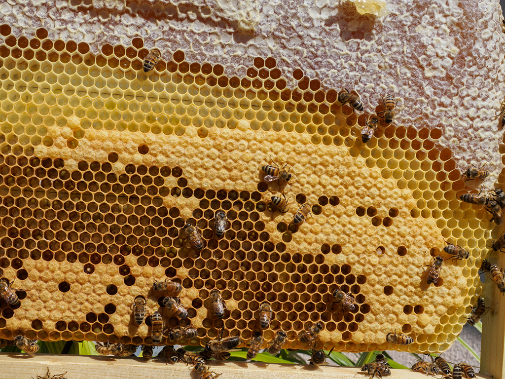 Bee Terms — B.A.S.C.