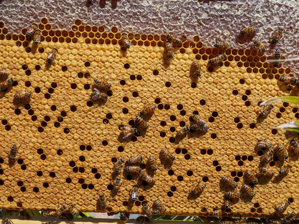 Bee Terms — B.A.S.C.
