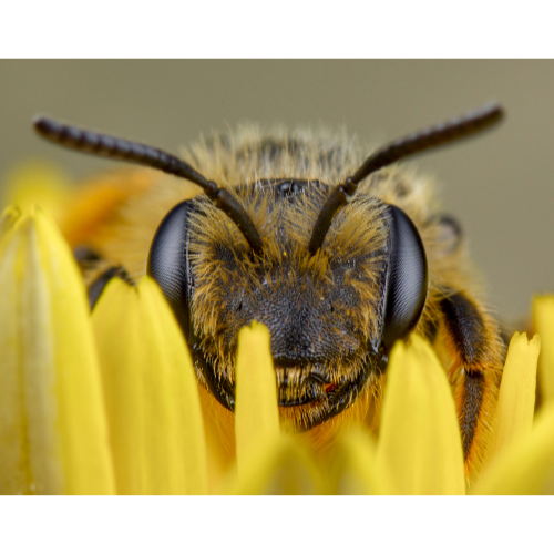 Earth Day Bee.png