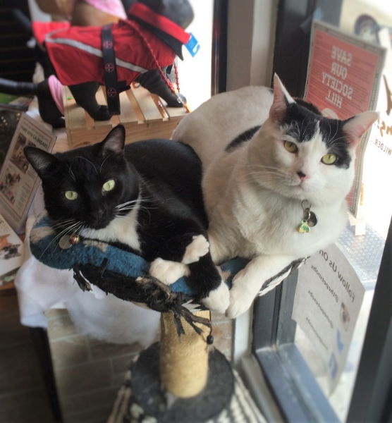 Sirius Black and Dottie Pet Snobs Philly
