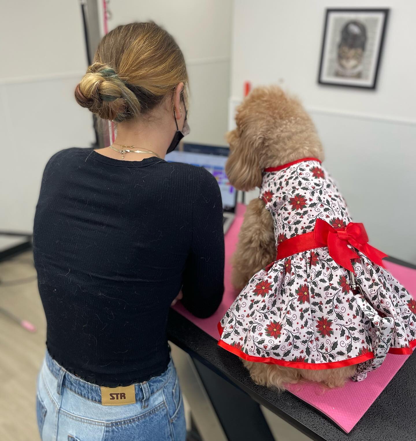 Holiday appointments are filling up fast! Book your fur babies soon and don&rsquo;t miss out. We have six groomers in Haus but not many appointments left.