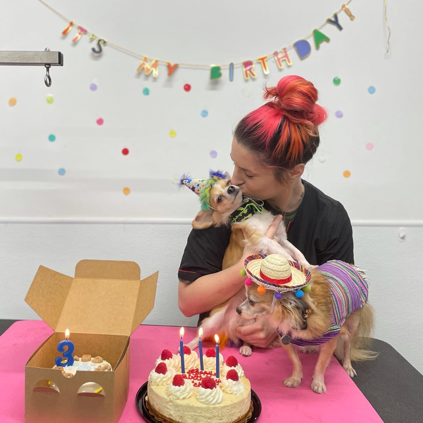 A belated Happy Birthday to Pickles who recently turned 3. 🎉🥳❤️⁣⁣
⁣⁣
Isn&rsquo;t it funny how sometimes the smallest things take up the most room in your heart?⁣
⁣
Happy birthday month Picky.