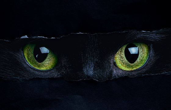 ScaredyCat.jpg
