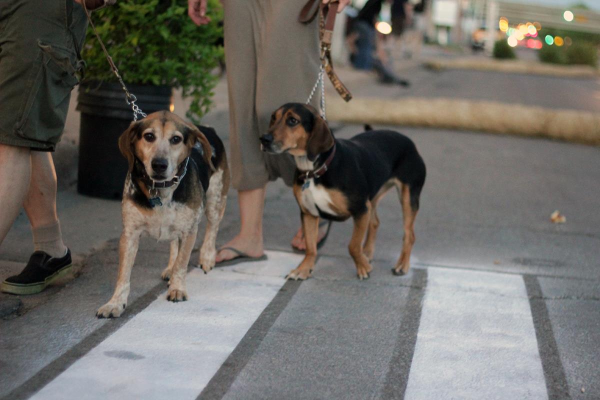 dogs.jpg