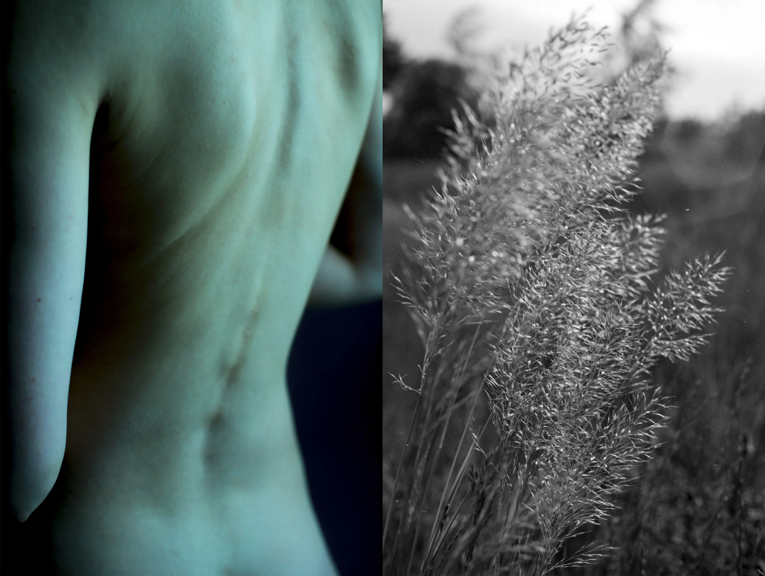 BlaueBlume4.jpg