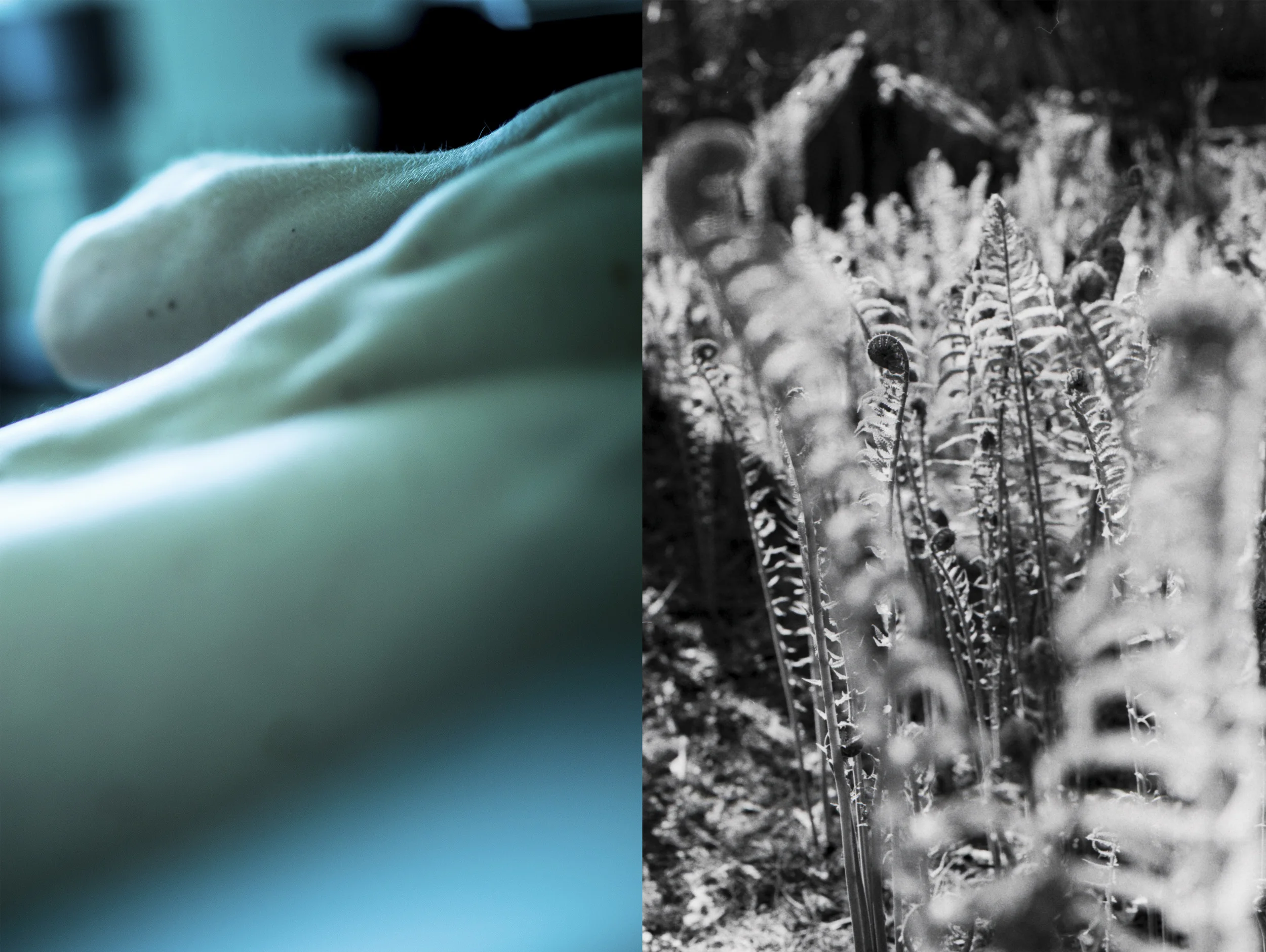 BlaueBlume15.jpg