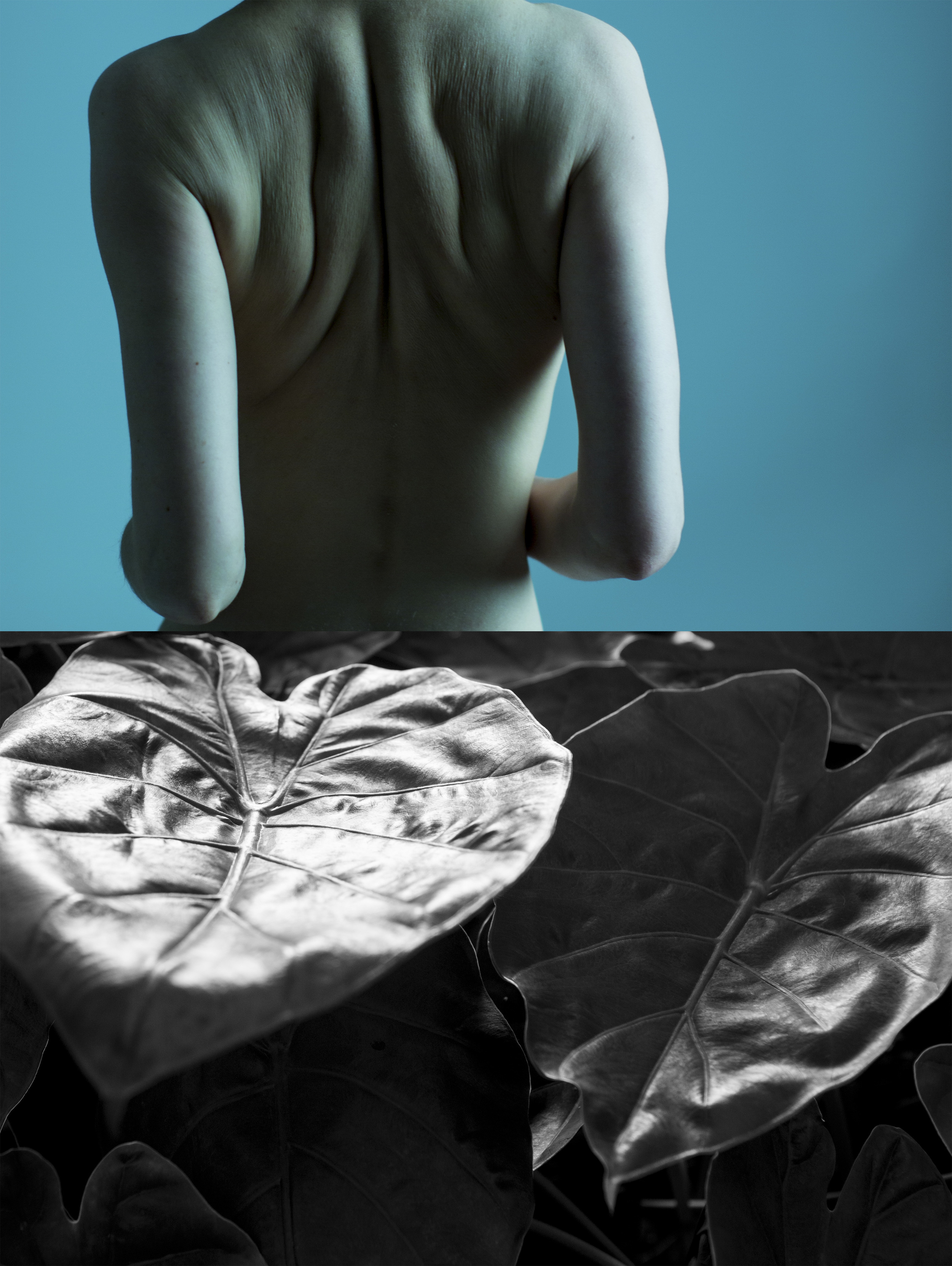  Blaue Blume is a central symbol of longing in the German romanticism. It symbolises desire, love, and the metaphysical striving for the infinite and unreachable through nature.    