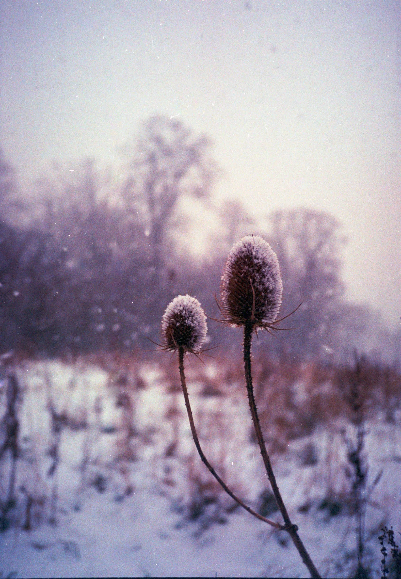 2026_0225_analog_winter-2.jpg