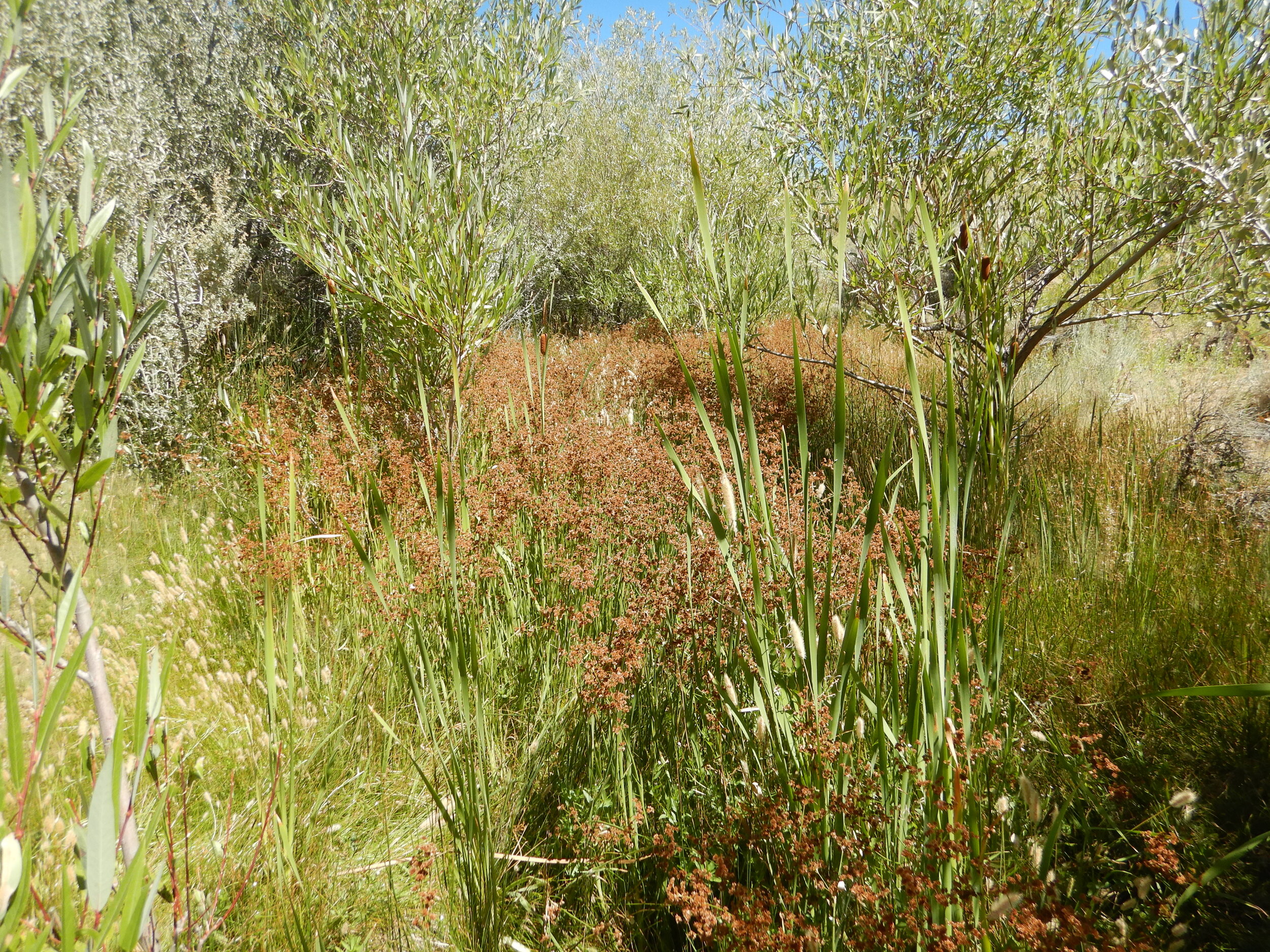 PL001_Buckbrush Wetland.JPG