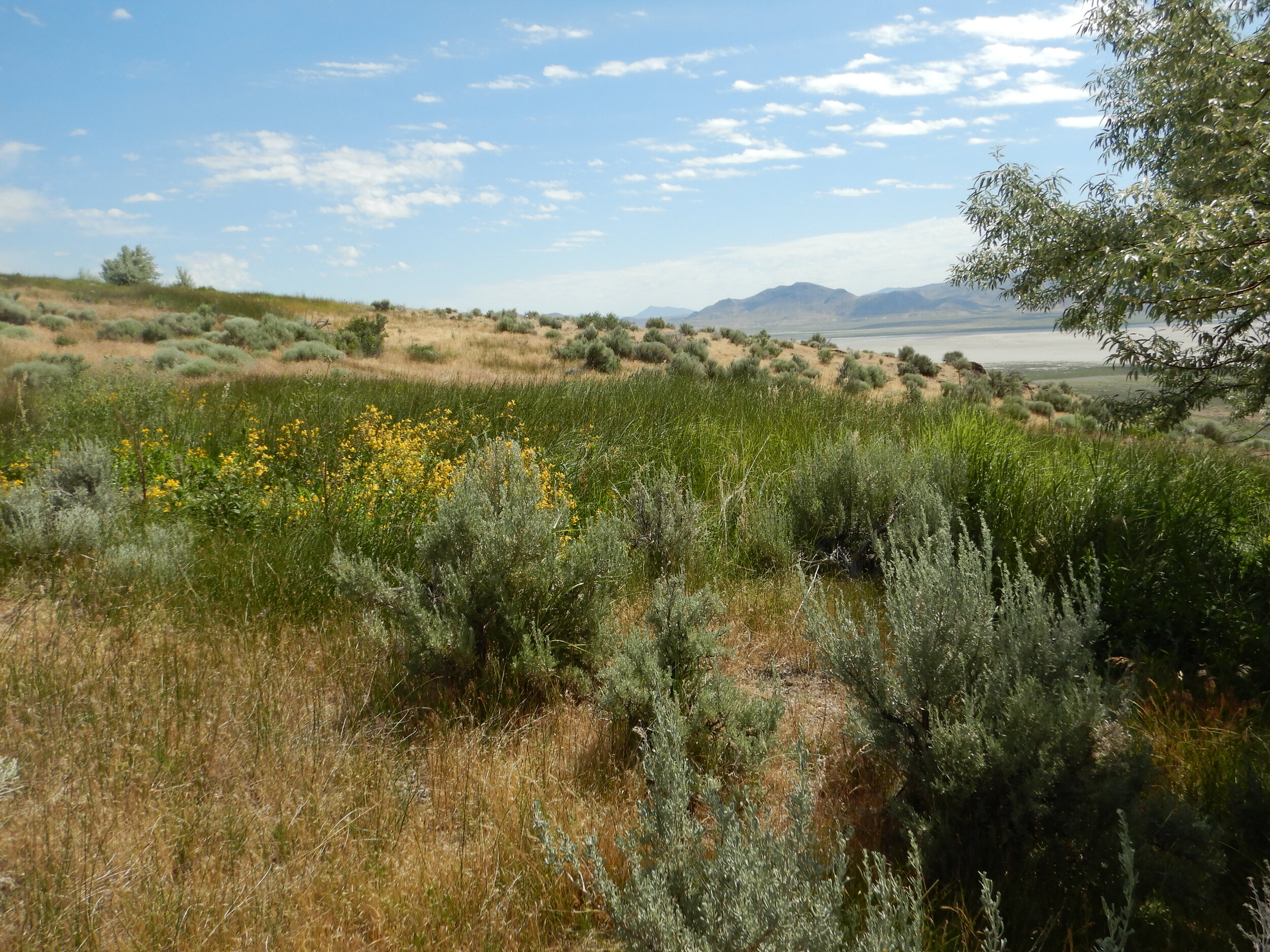 PL005_Potato Patch Wetland.JPG