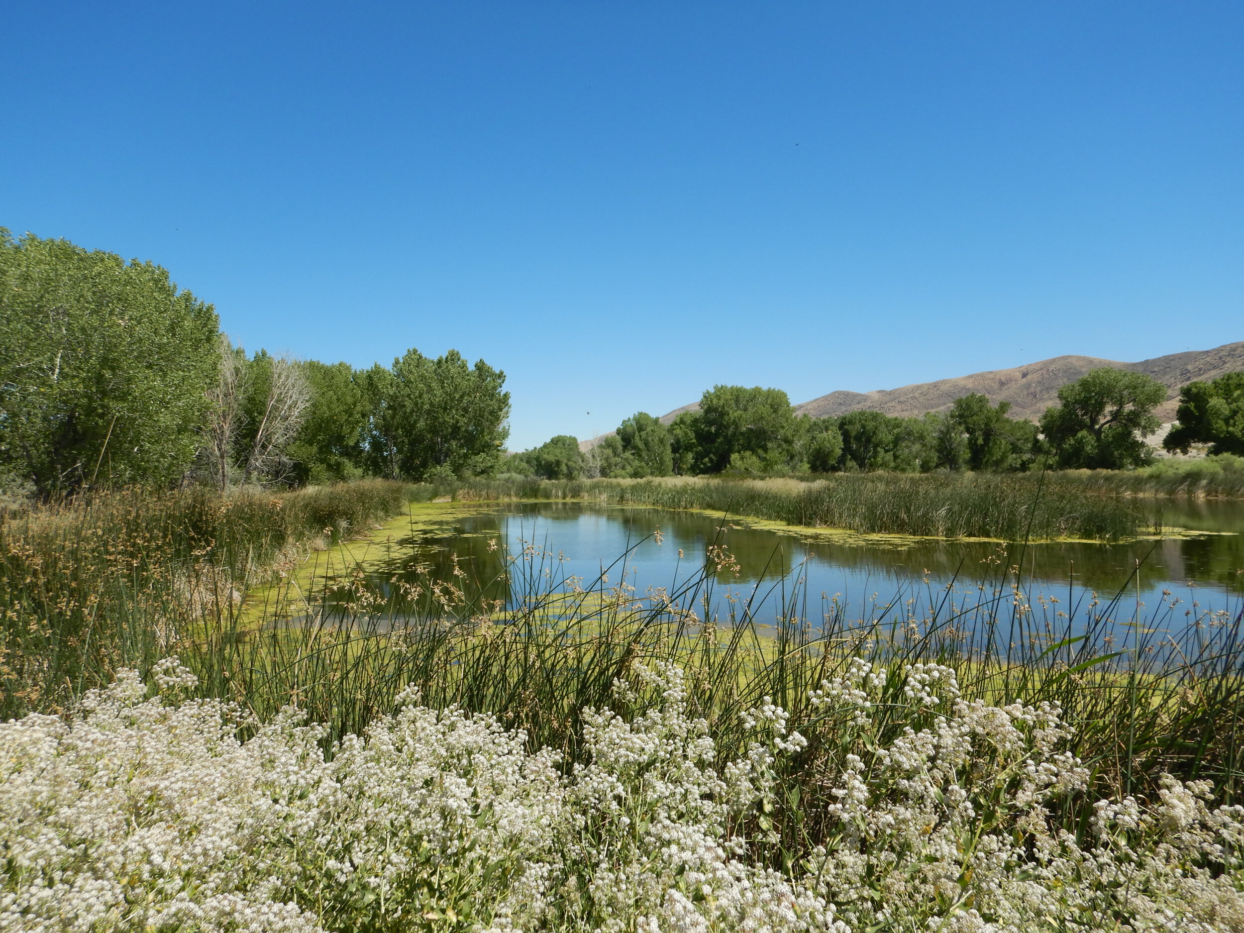 PL006_Numana Inlet Wetland.JPG