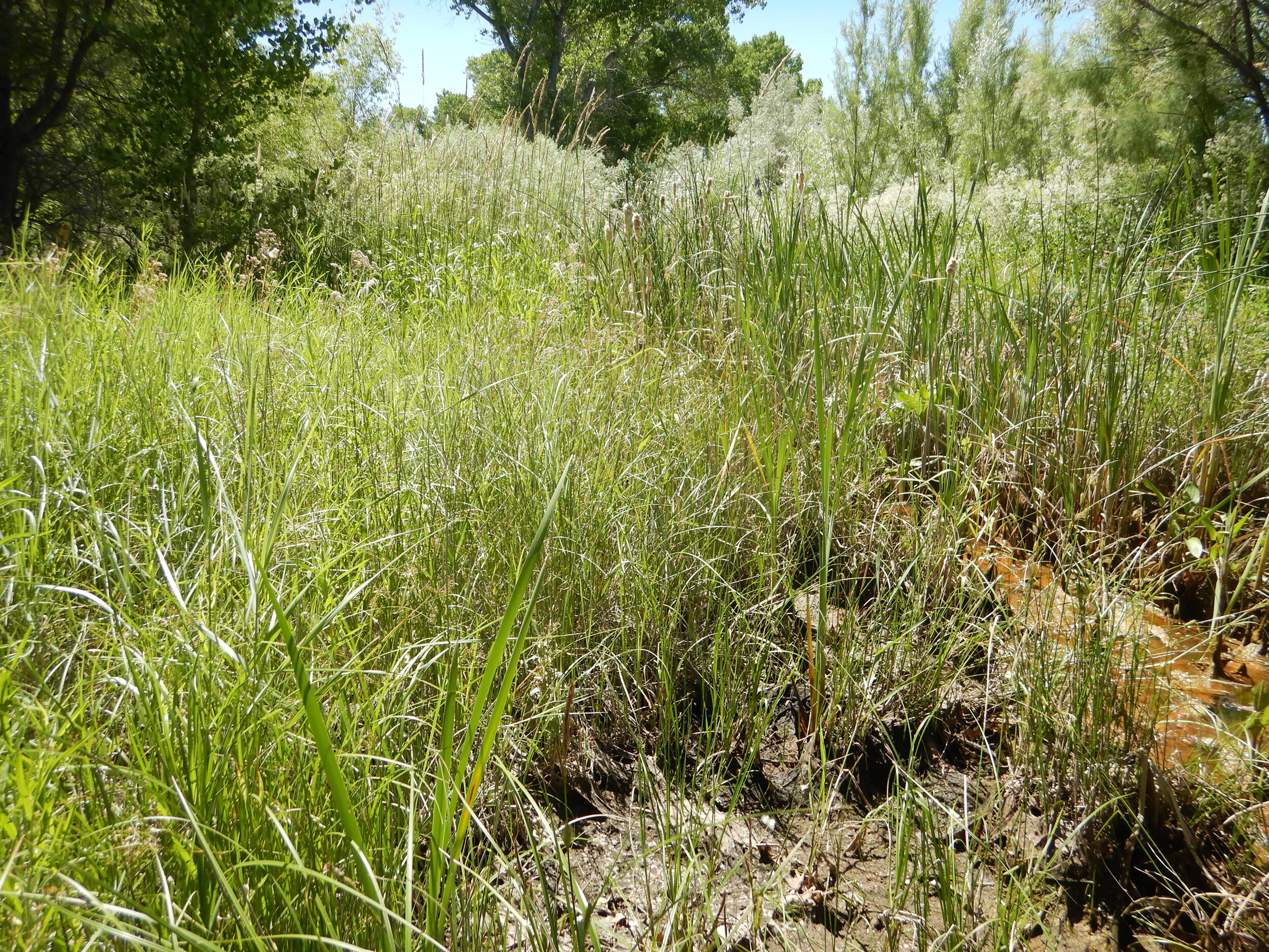 PL007_Numana Outlet Wetland.JPG