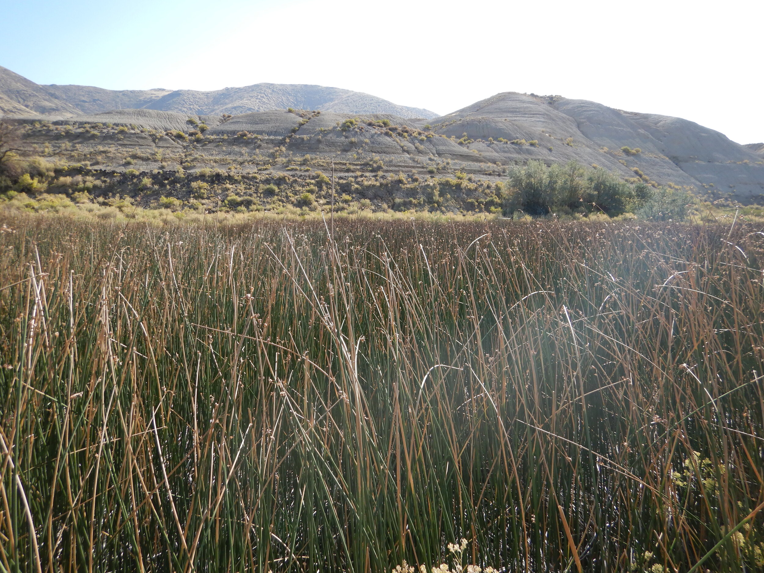 PL018_Salt Marsh Wetland.JPG