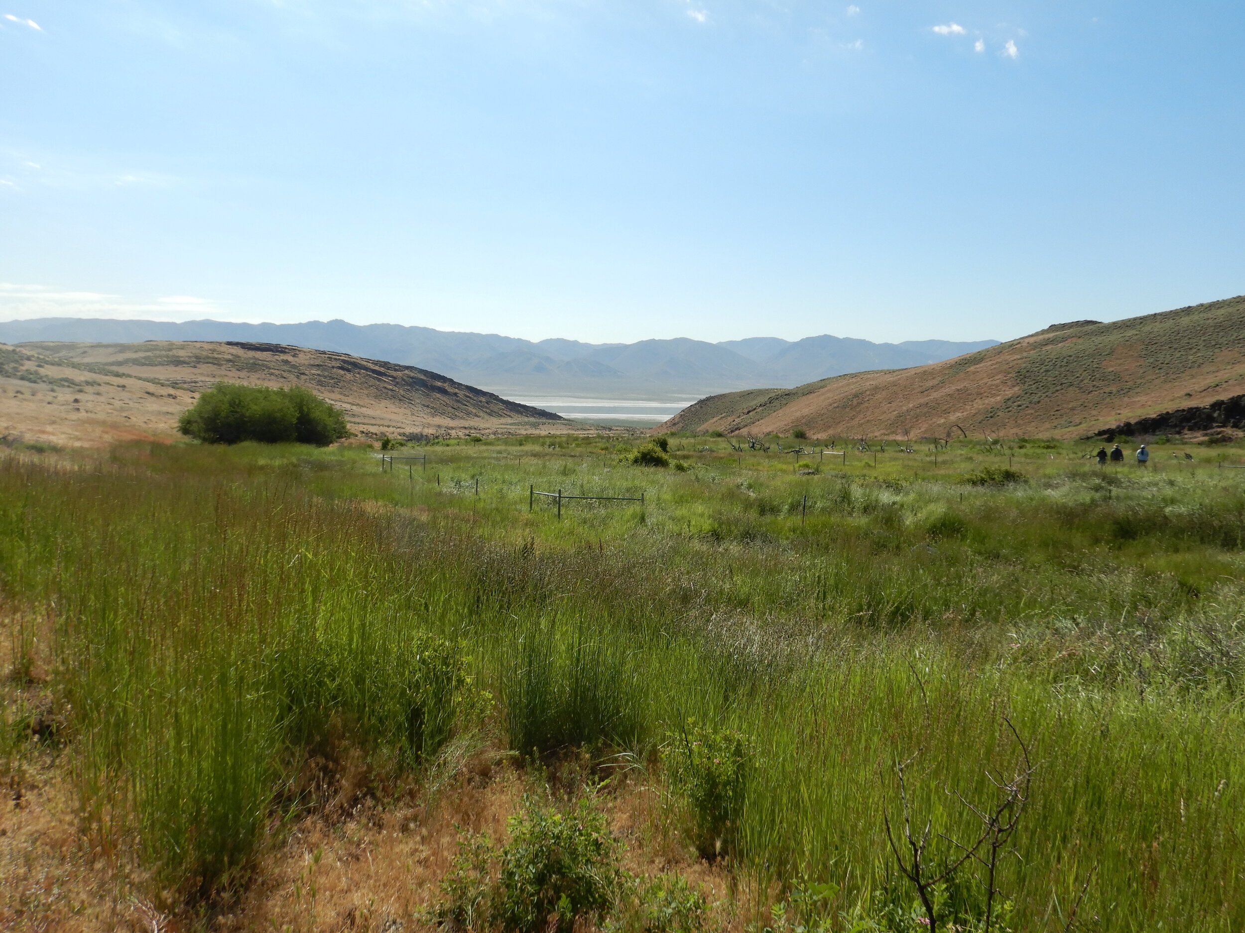 PL019_Nugent Canyon Wetland.JPG