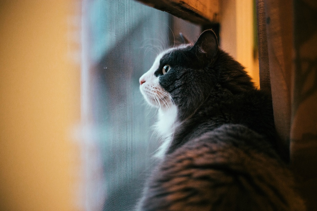 14 Very important business lessons that I learned from my cat!