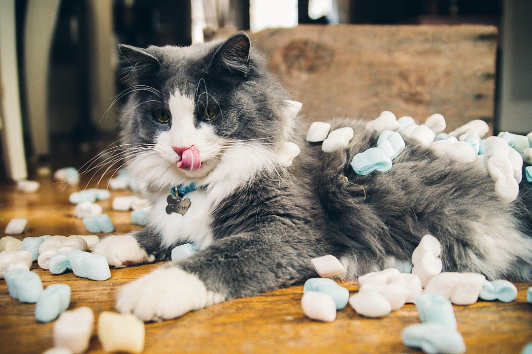 14 Very important business lessons that I learned from my cat!