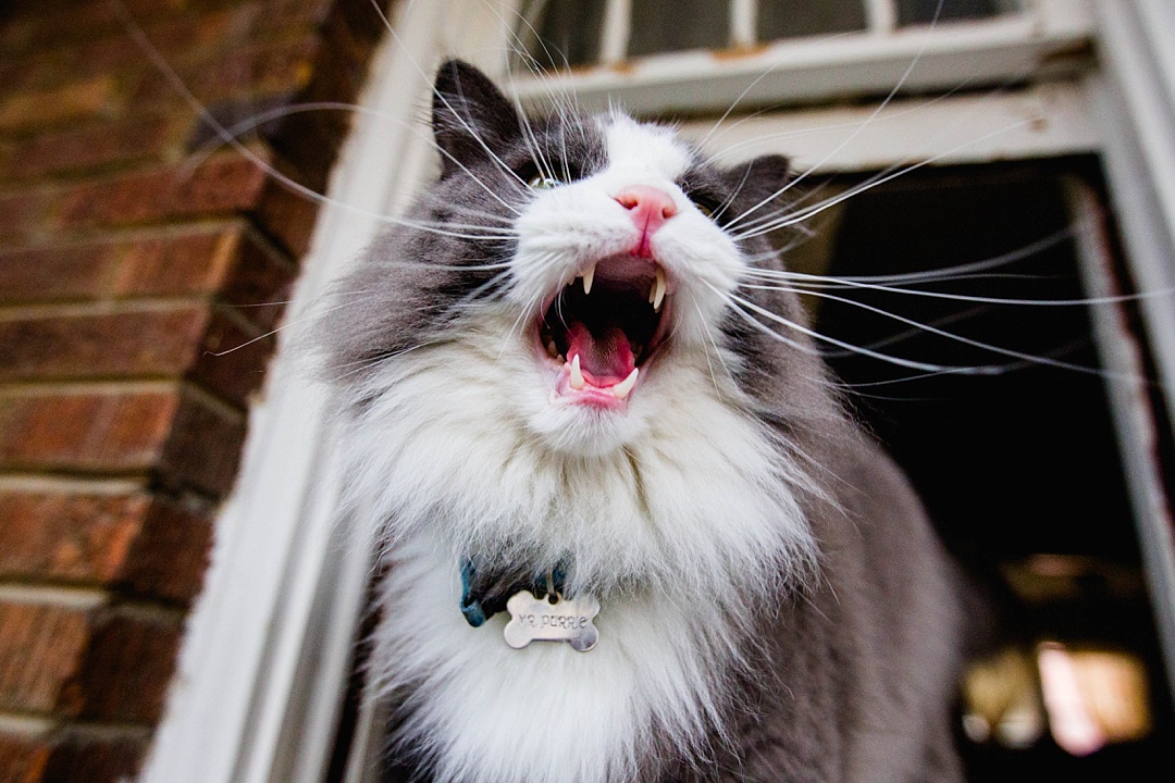 14 Very important business lessons that I learned from my cat!