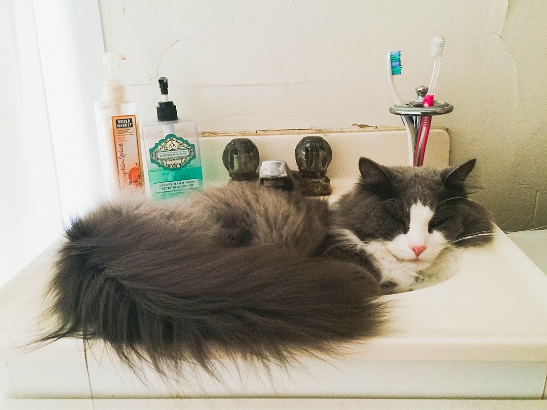 14 Very important business lessons that I learned from my cat!