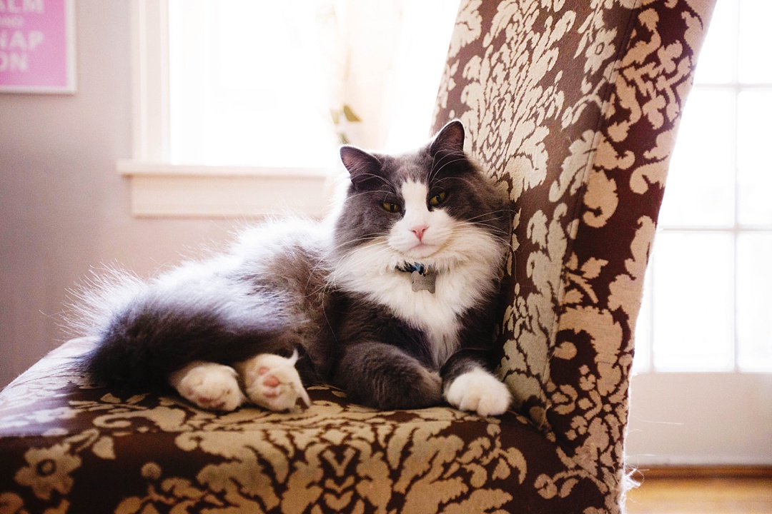 14 Very important business lessons that I learned from my cat!