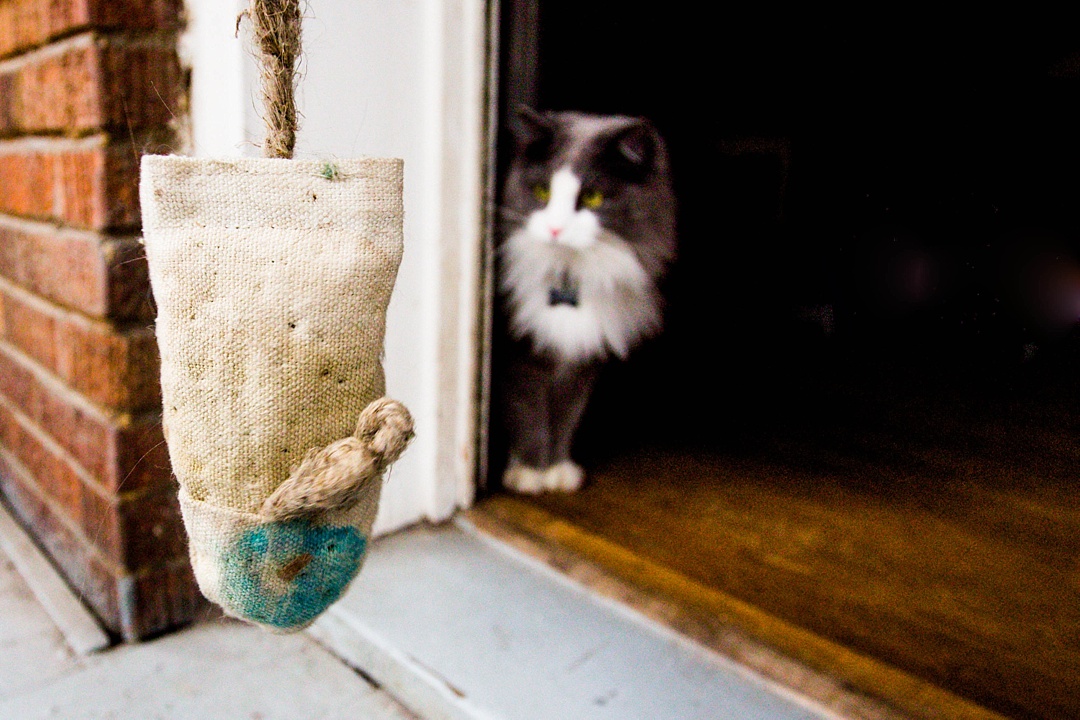 14 Very important business lessons that I learned from my cat!