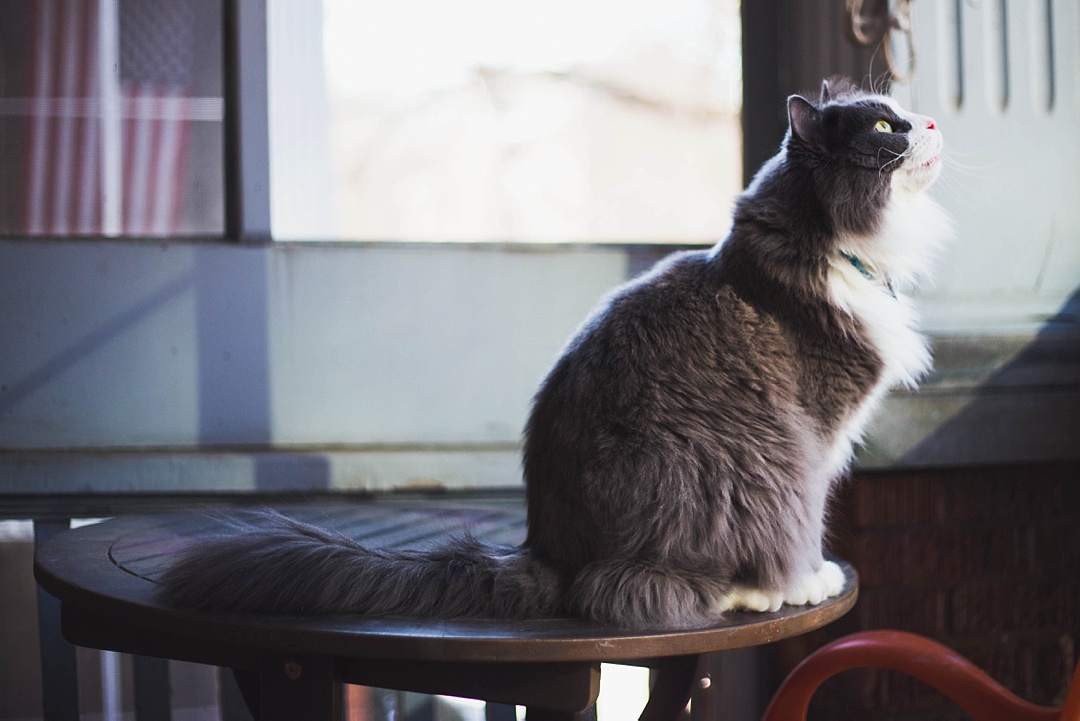 14 Very important business lessons that I learned from my cat!
