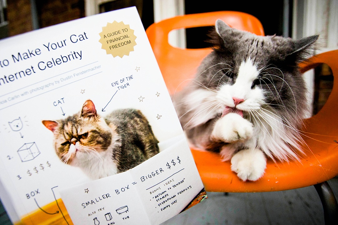 14 Very important business lessons that I learned from my cat!