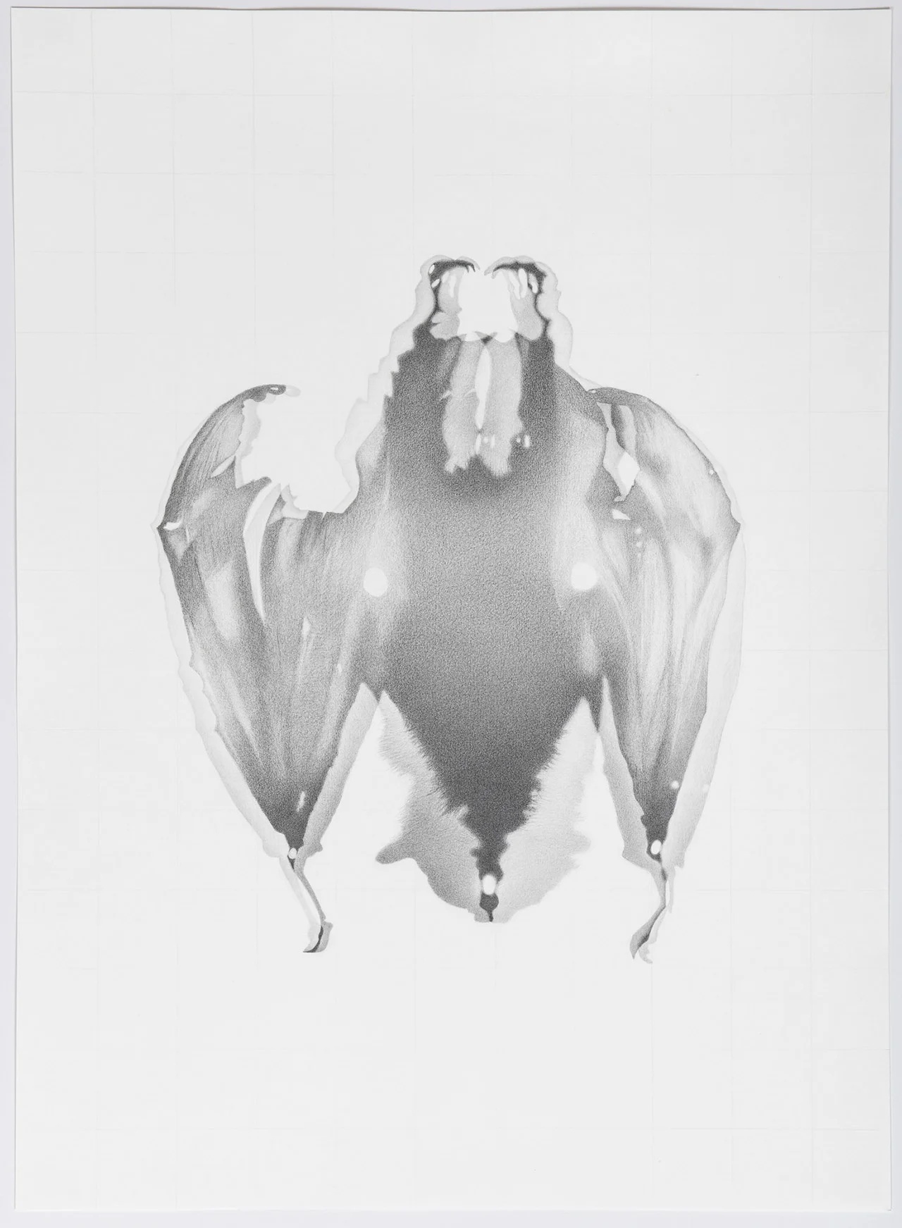 Pteropus edulis , 2018 (Skin, AMNH #44280) graphite on paper, 76 x 56 cm