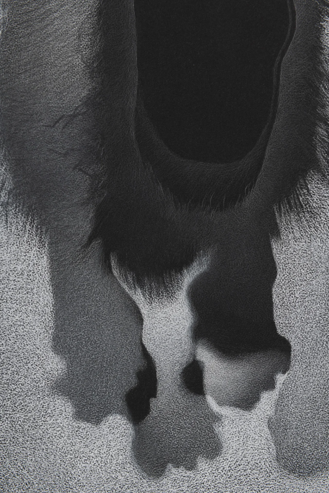 Lepus arcticus, 2018 (Winter Fur, AMNH #42061) Detail white conté on black paper, 112 x 76 cm