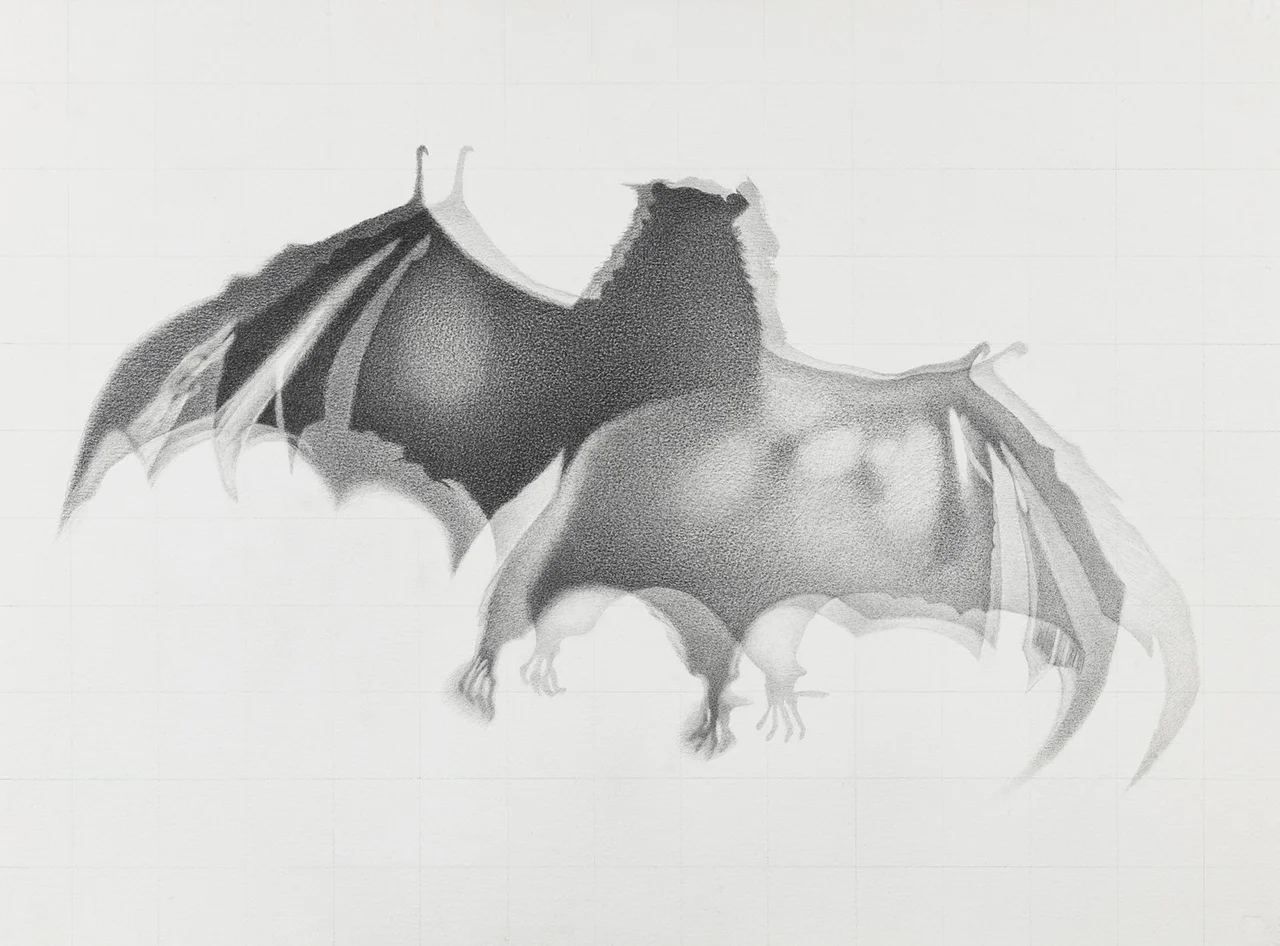Hypsignatus monstrosus , 2018 (Skin, AMNH #48653) graphite on paper, 56 cm x 76 cm