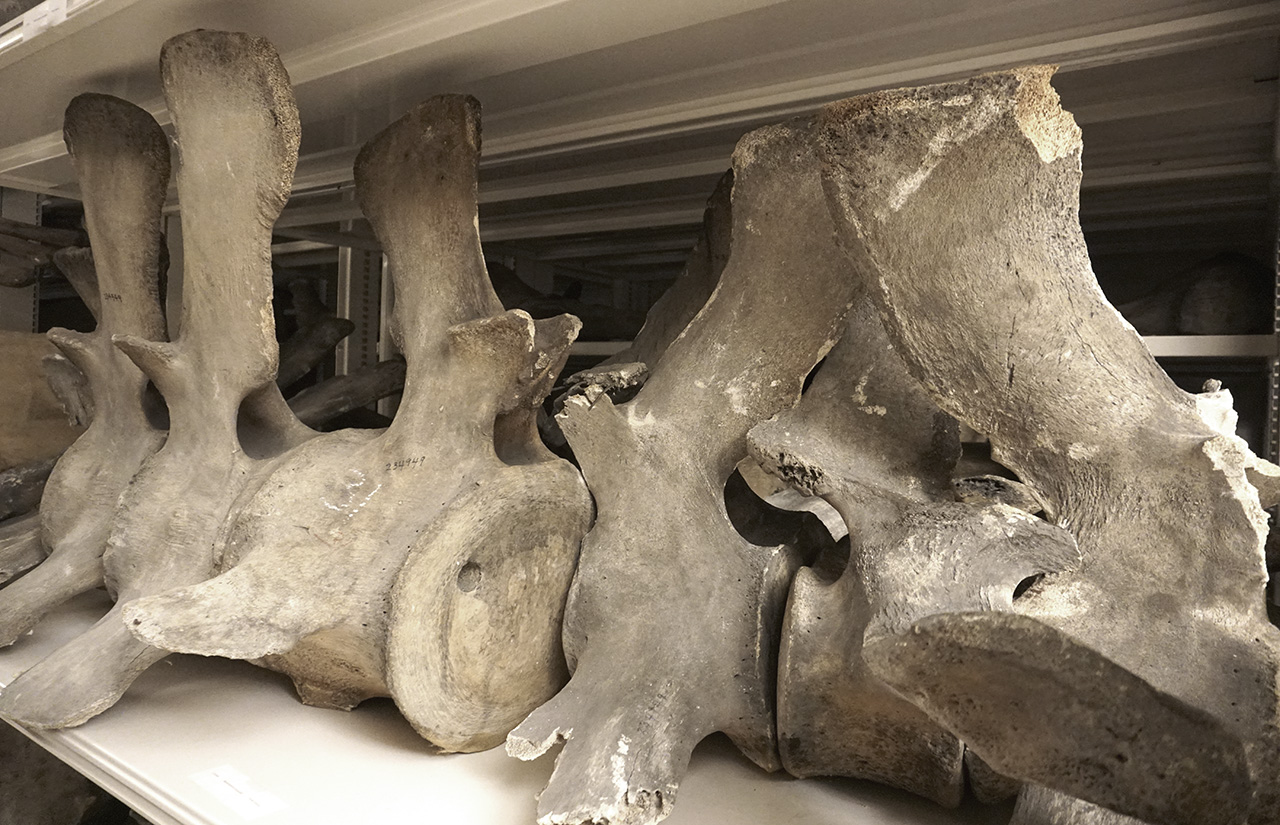 Simms_bones_amnh.jpg