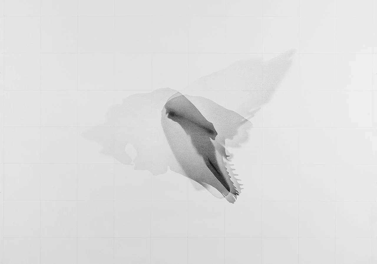   Delpinapterus leucas, CMNMA # 46732,  2024 (Beluga skull) Graphite on acid-free paper  122 x 153 cm 